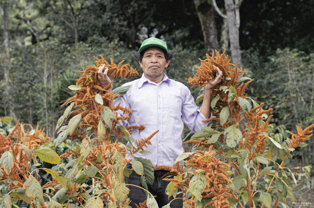 Lucas is located within an amaranth producing plot associated with coffee and wild herbs that are part of the diet of the producing family, Amaranth Cruenthus, planting carried out in the community of San Martín, San Lucas Tolimán, Sololá, Guatemala.